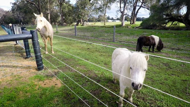 farm animals 3 horses stand in a paddock