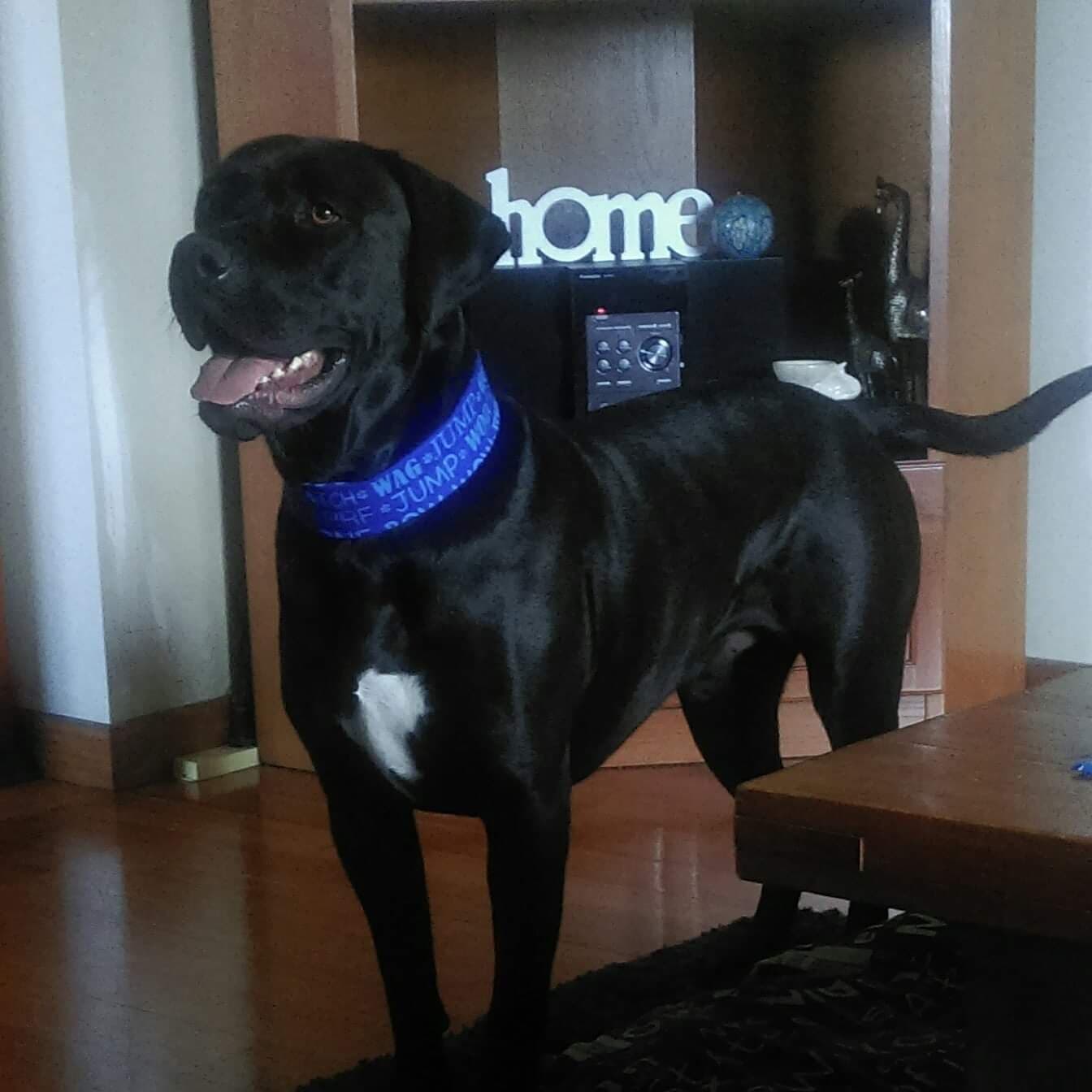 Dy's black dog, Django stands proudly. Dy's black dog, Django stands proudly.
