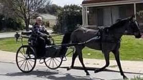 A horse is pulling a woman seated in her horse carriage. They are travelling along the road in front of houses.
